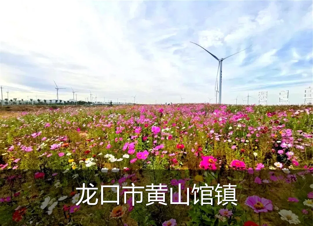 龙口市黄山馆镇